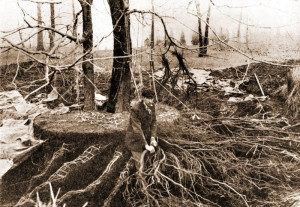 Styers, Large Tree with Many Roots