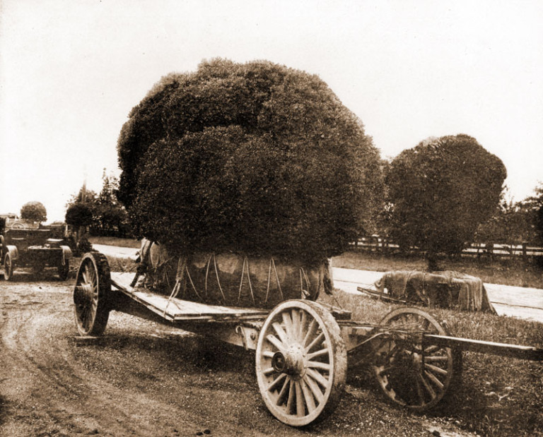 Styers, Moving a Shrub