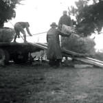 Styers, Moving a Shrub Down the Planks, Easton, Maryland