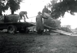 Styers, Moving a Shrub Down the Planks, Easton, Maryland