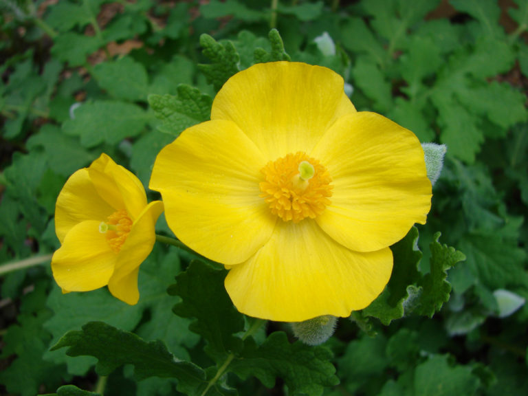 Stylophorum diphyllum