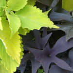 Sweet Potato Vine with Coleus