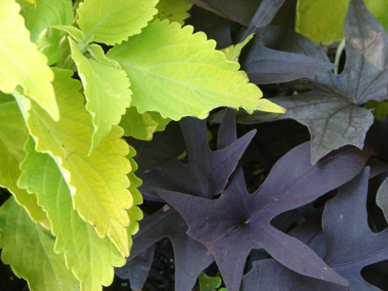 Sweet Potato Vine with Coleus
