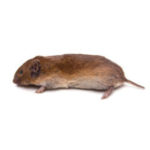 Vole